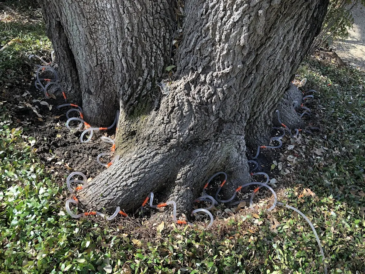 Detailed Tree Cabling and Bracing job site in Terrell